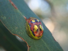 Paropsisterna nobilitata