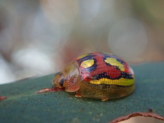 Paropsisterna nobilitata