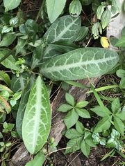 Breynia spatulifolia