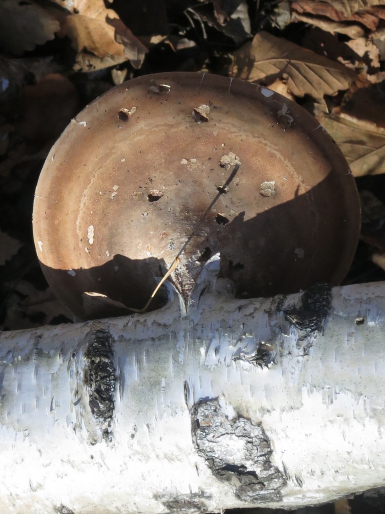 Fomitopsis betulina · October 2019 · photo: © repta (iNaturalist, cc-by)