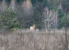 Equus ferus przewalskii