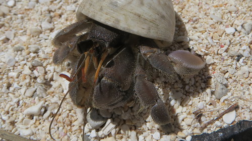 Tawny Hermit Crab, photo 3 of 8