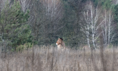 Equus ferus przewalskii