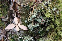 Cladonia coccifera