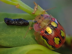 Paropsisterna nobilitata