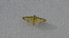 Eulepte