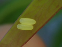 Paropsisterna nobilitata