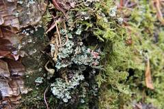 Cladonia coccifera