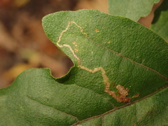 Stigmella aceris