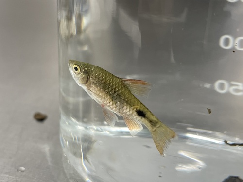 Red barb (Pethia conchonius) — Cyprinidae — 5