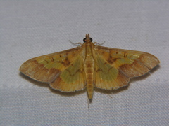 Meroctena staintonii