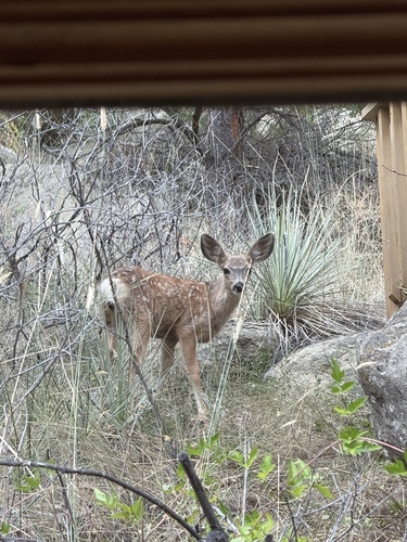 iNaturalist observation 2025-08-10