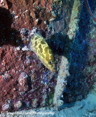 Epinephelus polyphekadion