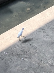Egretta garzetta