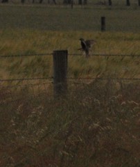 Cincloramphus cruralis