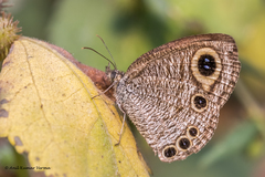 Ypthima huebneri