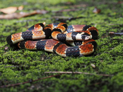 Sinomicrurus iwasakii