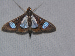 Glyphodes actorionalis
