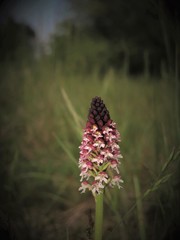 Neotinea ustulata ustulata