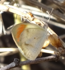 Colotis antevippe gavisa