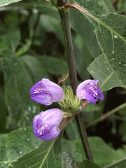 Hygrophila pogonocalyx