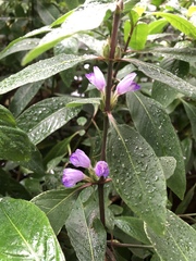 Hygrophila pogonocalyx