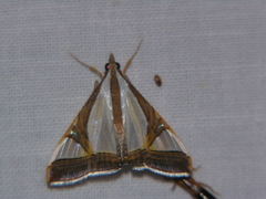 Agrioglypta eurytusalis