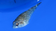 Diplocrepis puniceus