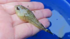 Diplocrepis puniceus