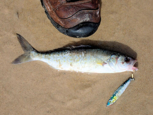 Australian salmon (Arripis truttacea) — Arripidae — 5