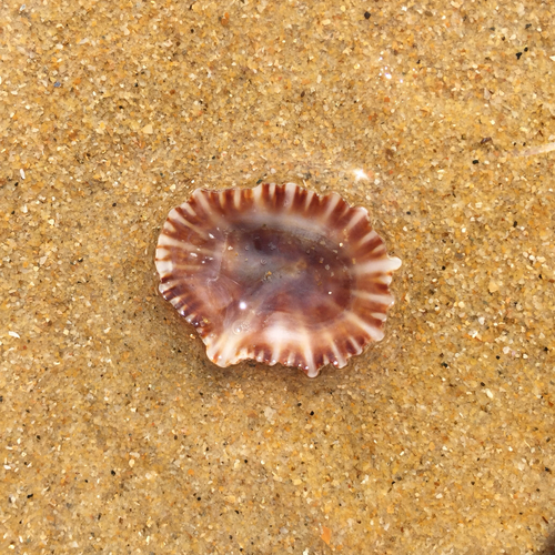 Siphonaria atra observed 2025-08-11