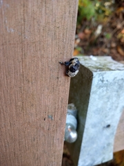 Sternuchopsis trifida