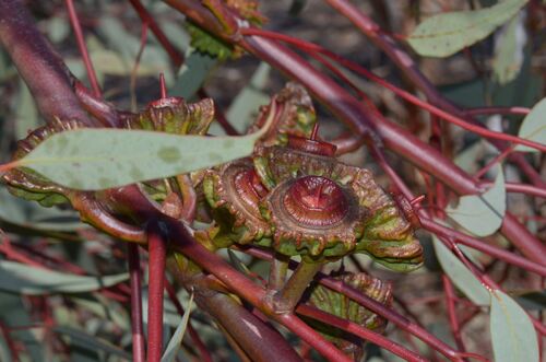 Eucalyptus youngiana, photograph 2