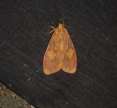 Ammatho cuneonotatus