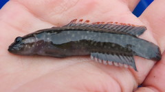 Olive Rockfish photo 4