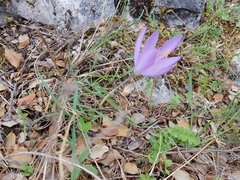 Crocus