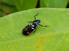 Callitettix versicolor