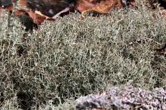 Cladonia amaurocraea
