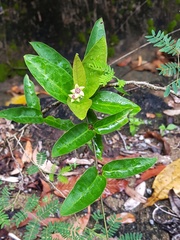 Vincetoxicum indicum
