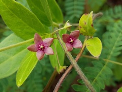 Vincetoxicum indicum