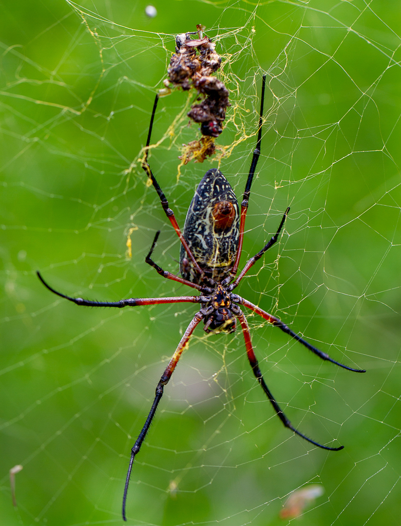 Red-legged Golden Orb-web Spider (Trichonephila sumptuosa
