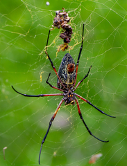 Trichonephila sumptuosa