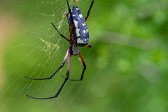 Trichonephila sumptuosa
