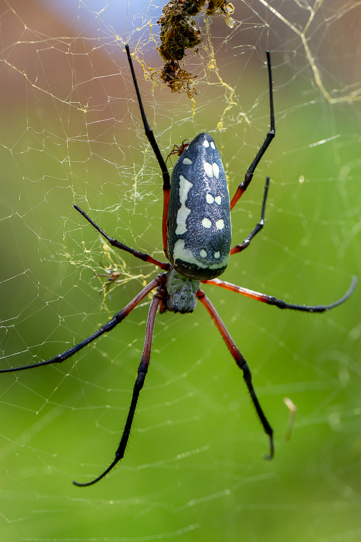 Red-legged Golden Orb-web Spider (Trichonephila sumptuosa