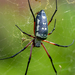 Red-legged Golden Orb-web Spider - Photo (c) Eddy Verbeek, some rights reserved (CC BY-NC), uploaded by Eddy Verbeek