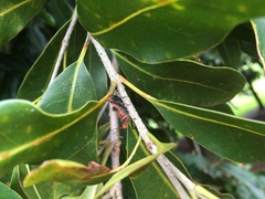 Gminatus wallengreni