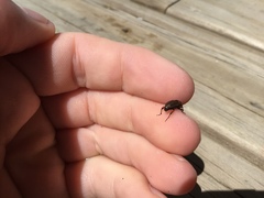 Sphenophorus brunnipennis