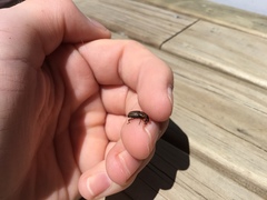Sphenophorus brunnipennis