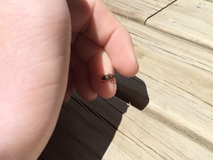 Sphenophorus brunnipennis