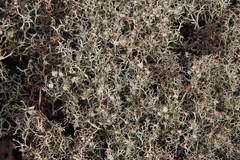 Cladonia amaurocraea